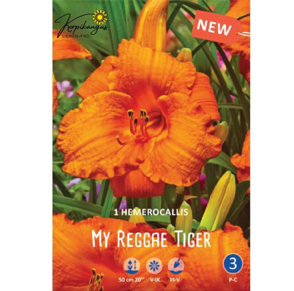 Hybriddaglilja - Rötter